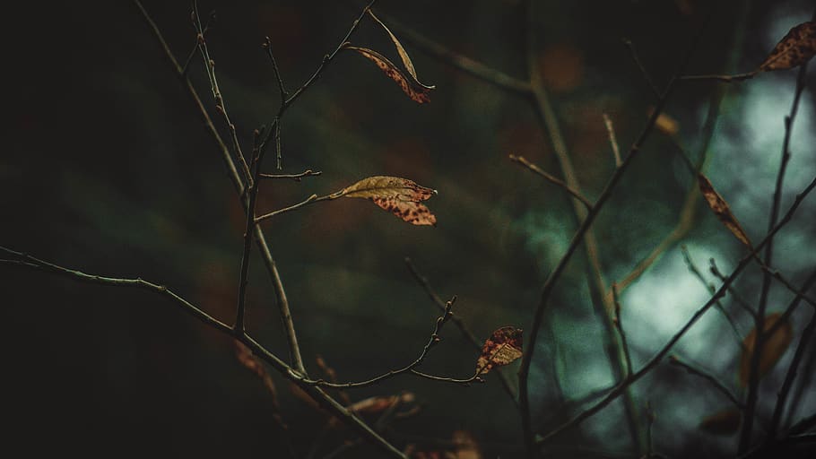 green, forest, nature, wallpaper, adventure, outdoor, lake HD wallpaper