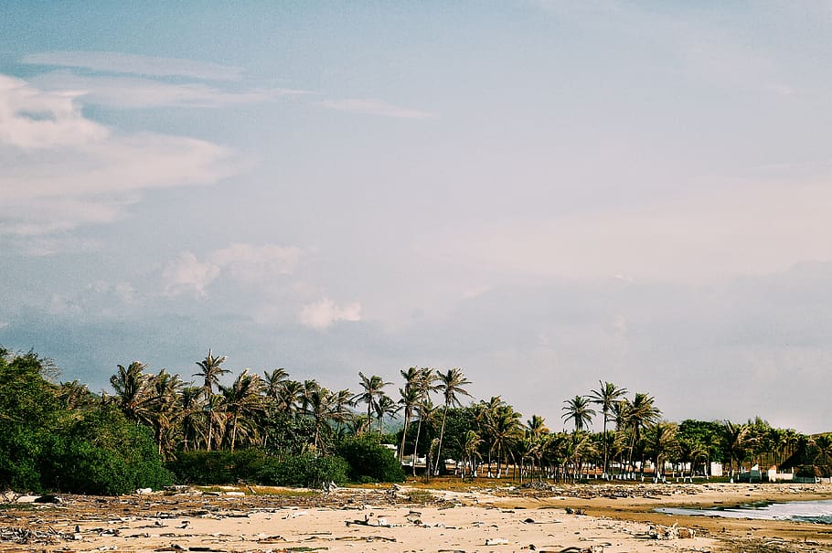 colombia, barranquilla, tree, palm tree, tropical climate, plant HD wallpaper