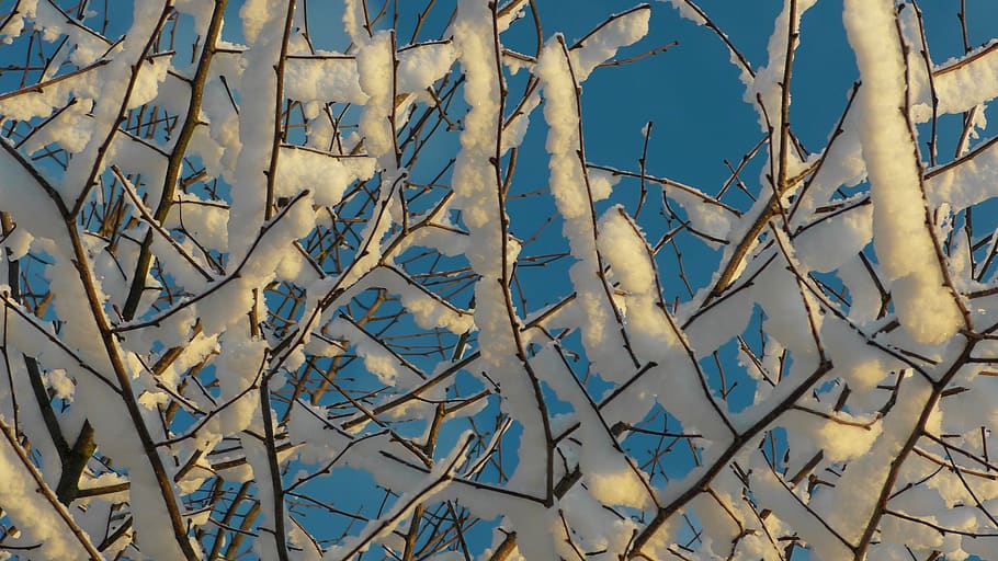 snow, branch, winter, cold, wintry, frost, icy, aesthetic, frozen, HD wallpaper