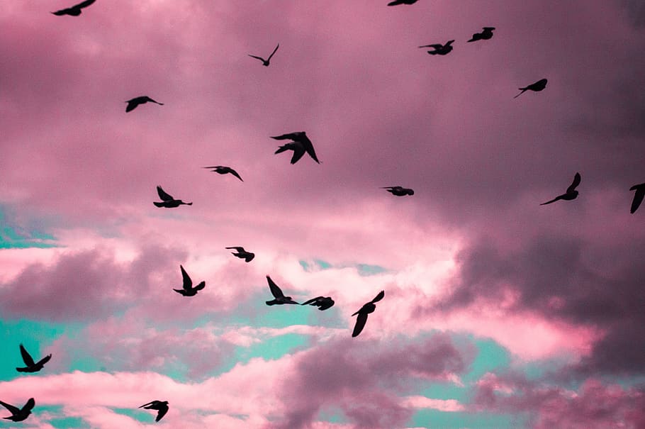 birds, pink, animal, animals, feather, exotic, flying, sky, HD wallpaper
