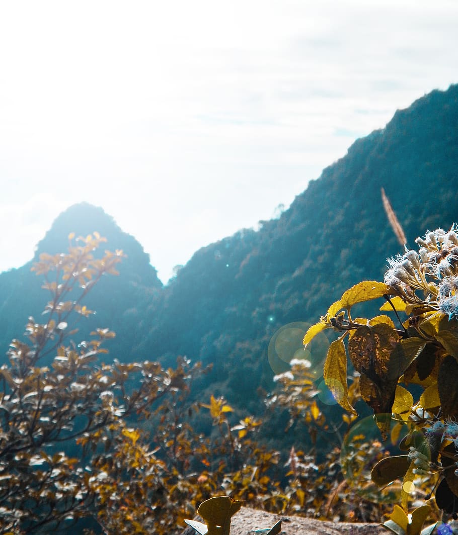 Green Tree, clouds, colors, daylight, environment, flora, flowers HD wallpaper