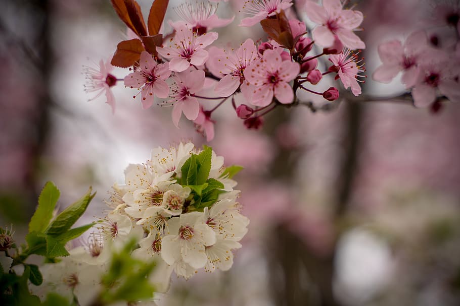 cherry blossom, spring, pink, tree, bloom, branch, cherry tree HD wallpaper