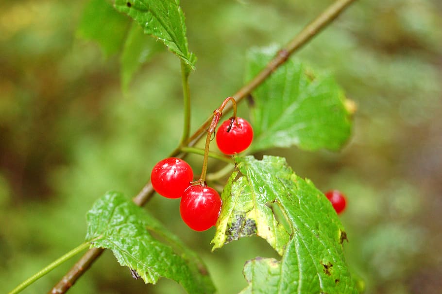 juneau, united states, rain forest, alaska, berries, red, tongass national forest, HD wallpaper