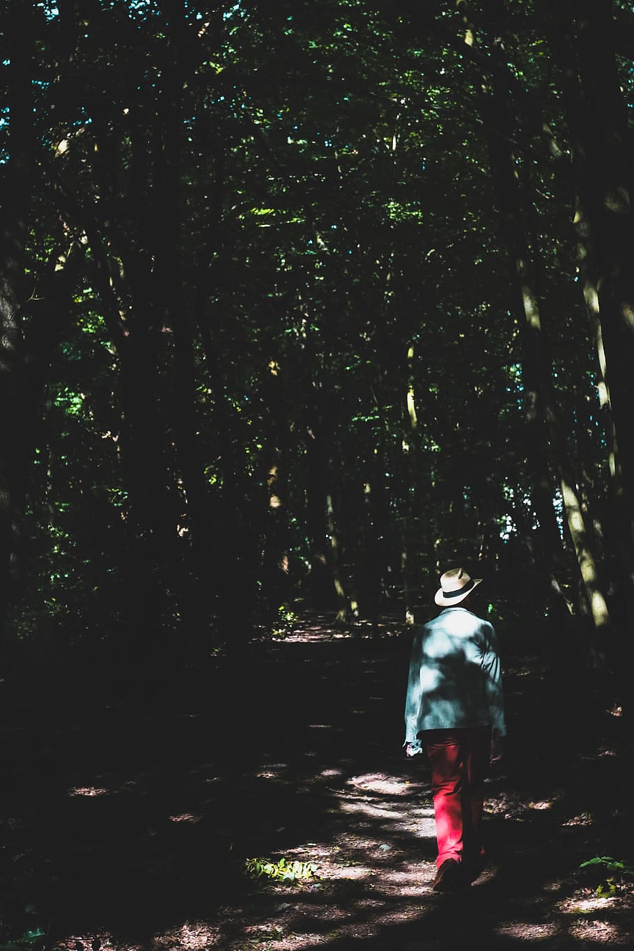 forest, woods, dark, green, summer, adventure, nature, grass HD wallpaper
