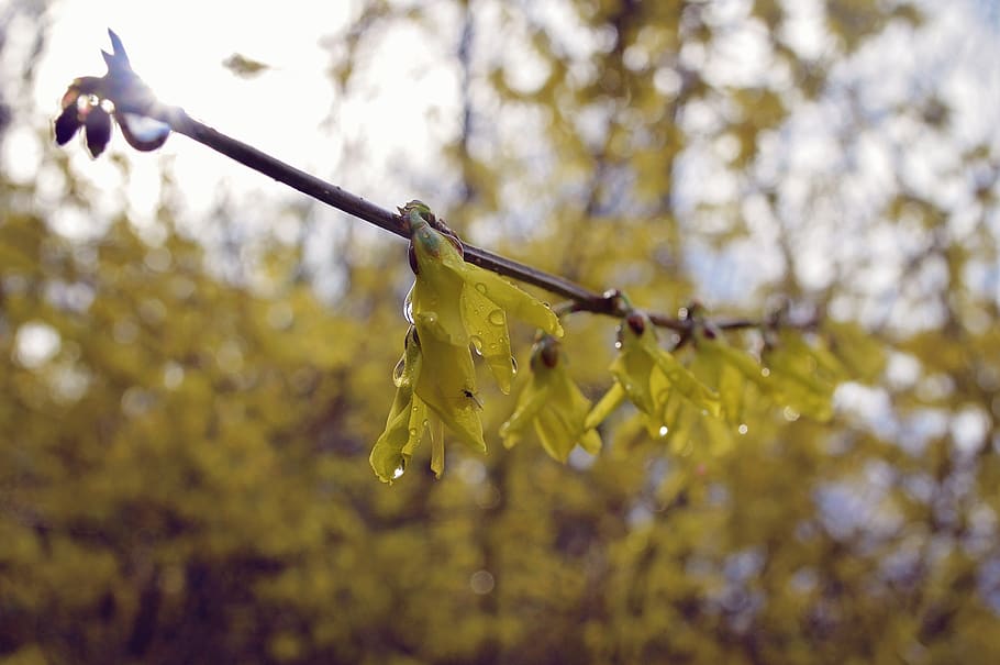 yellow, flowers, spring, bloom, morning, rain, sunraise, soft HD wallpaper