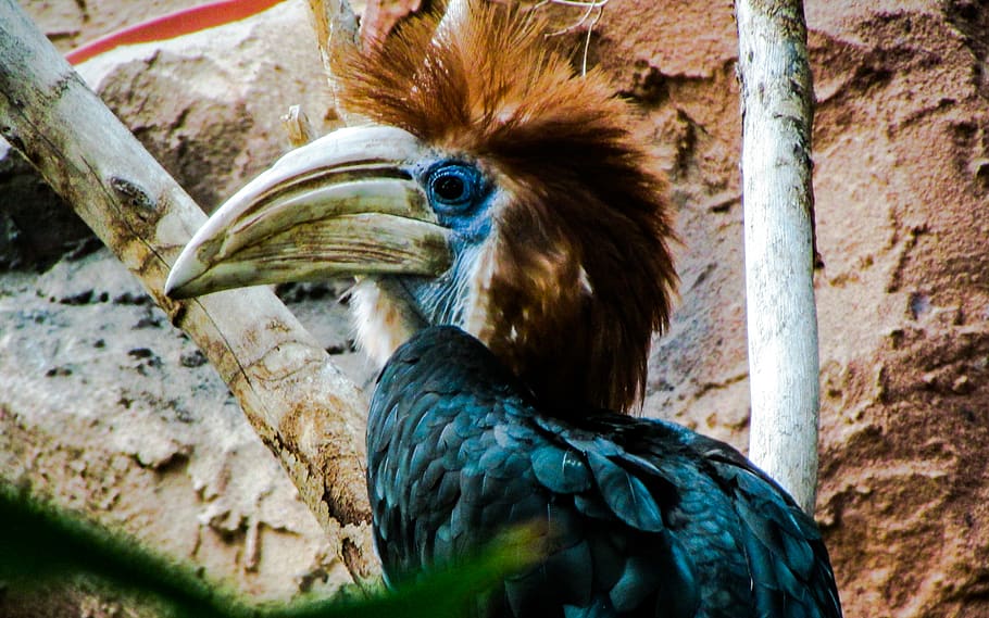 memphis, memphis zoo, united states, bird, hornbill, animal, HD wallpaper