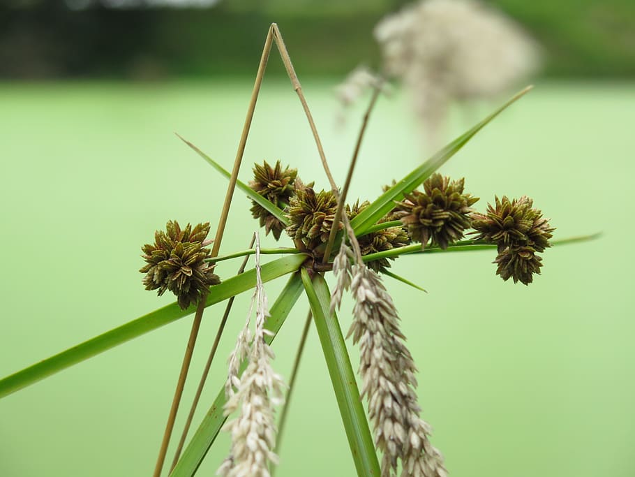 plant, growth, green color, beauty in nature, focus on foreground HD wallpaper