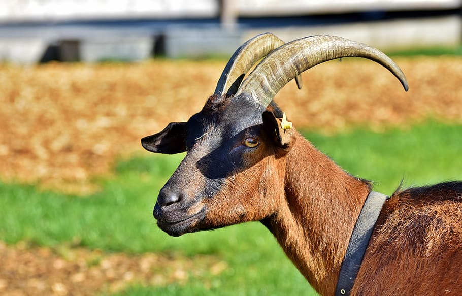 billy goat, horns, horned, goat buck, goat's head, bock, livestock, HD wallpaper