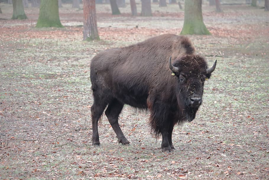 bison, forest, animal, buffalo, nature, wildlife, wilderness HD wallpaper