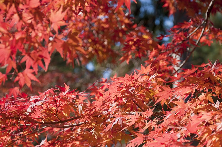 leaf, plant, tree, maple, japan, tokyo, forest, nature, red HD wallpaper