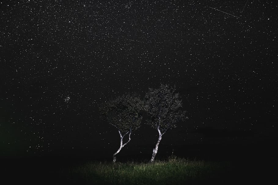 tree during starry night, mysteriou, dramatic, light, adventure HD wallpaper