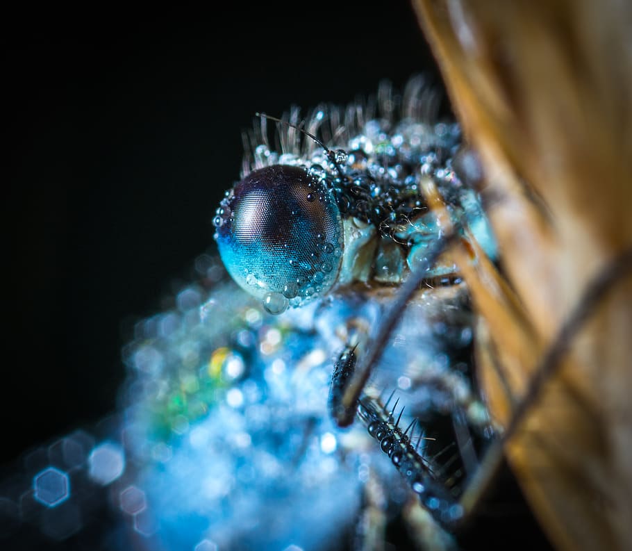 Blue Damselfly Macro Photography, blur, close-up, color, dew, HD wallpaper