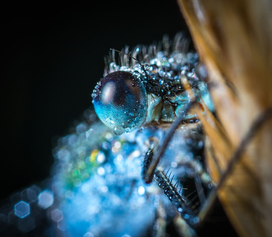 Blue Damselfly Macro Photography, blur, close-up, color, dew HD wallpaper