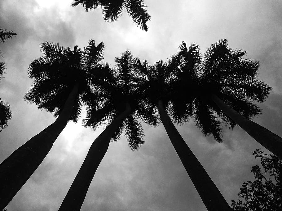 HD wallpaper Low Angle Photography of Palm Trees blackandwhite clouds   Wallpaper Flare