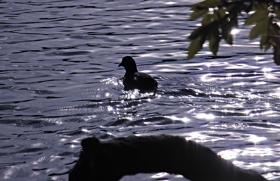 bird, water, backlighting, root, leaves, idyllic, mood, atmosphere HD wallpaper