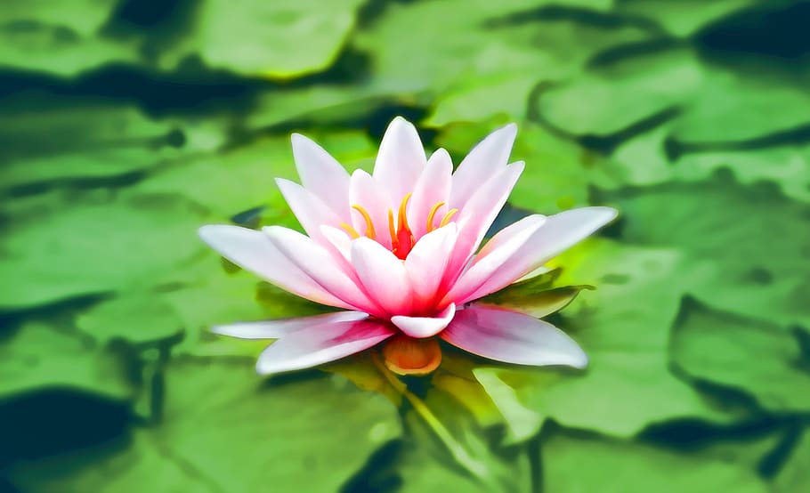 Close-up Photography of Pink Lotus, aquatic, bloom, blooming HD wallpaper