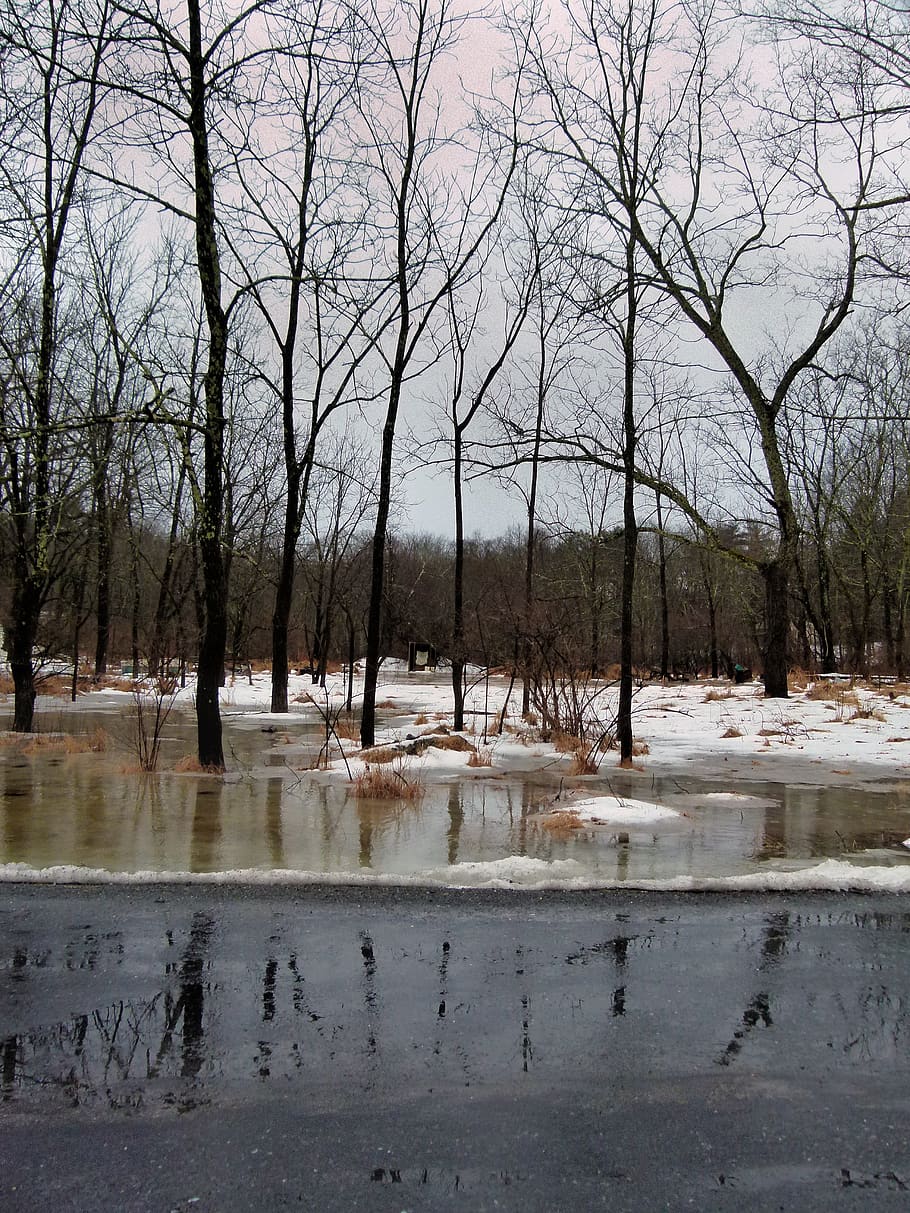 flood, snow, winter, nature, water, puddle, flooding, tree HD wallpaper