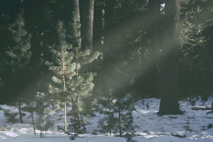 mongolia, ulaanbaatar, forest, nice, sun, snow, trees, winter HD wallpaper