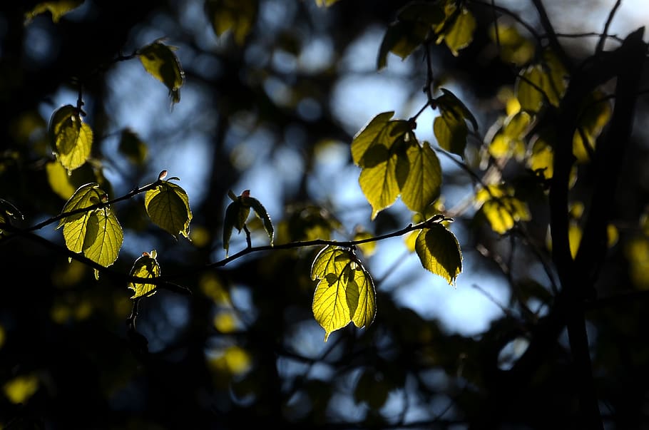leaves, forest, nature, tree, green, environment, foliage, texture HD wallpaper