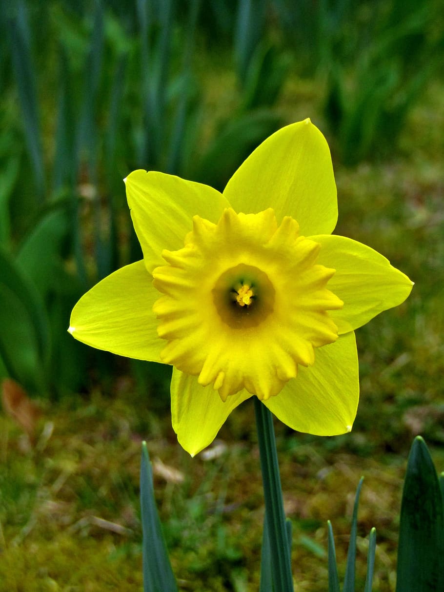 osterglocken, daffodils, yellow, spring, easter, blossom, bloom HD wallpaper