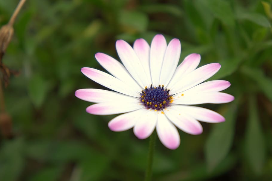 flower, flowering plant, freshness, fragility, petal, vulnerability HD wallpaper