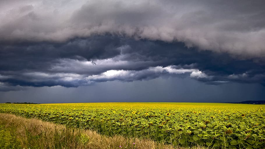 storm, yellow, cloud, rain, cloud - sky, environment, field HD wallpaper