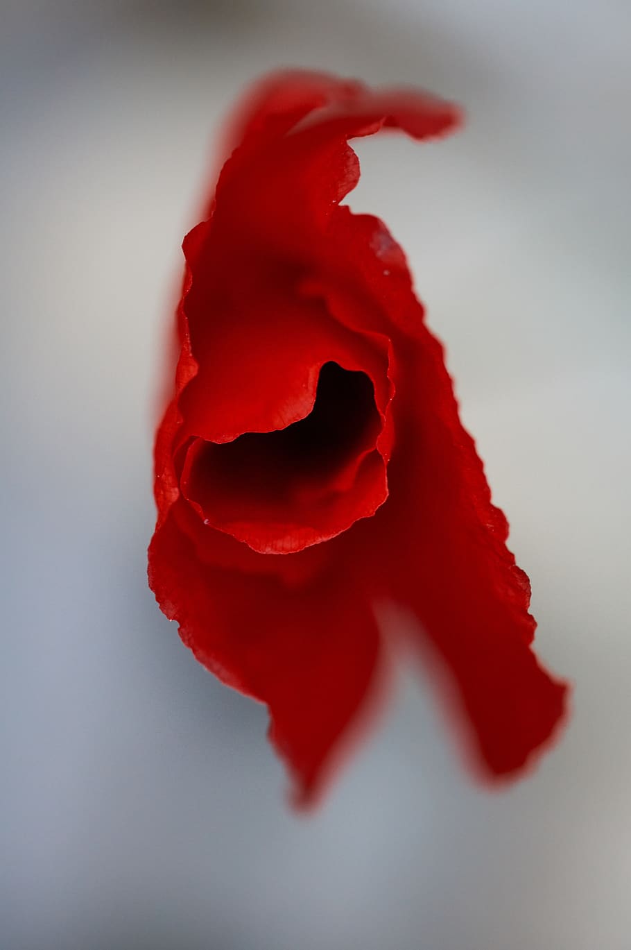 poppy, blossom, bloom, macro, artistic, elegant, leaves, color HD wallpaper
