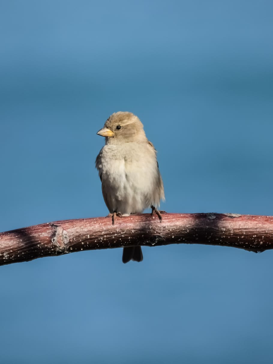 sparrow, bird, wildlife, nature, outdoors, animal, tree, branch HD wallpaper
