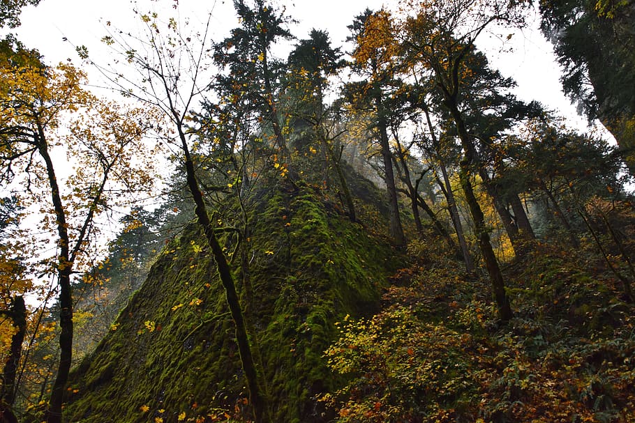 trees, forrest, sky, green, trail, fall, bright, pnw, oregon HD wallpaper