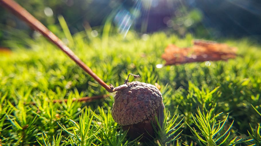 netherlands, ermelo, grass, green, forest, earth, ground, macro HD wallpaper