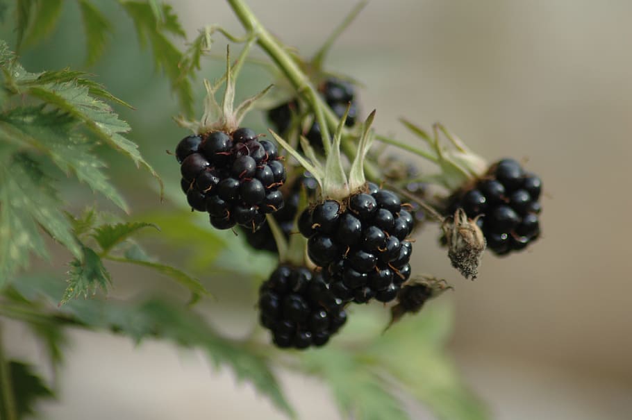 nature, fruit, berry, leaf, food, closeup, flora, mûre, healthy eating HD wallpaper