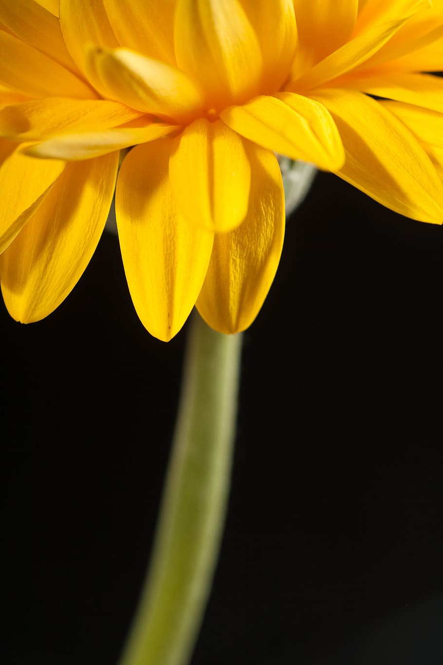 beautiful, red, gerbera, stem, isolated, black, closeup, flower HD wallpaper