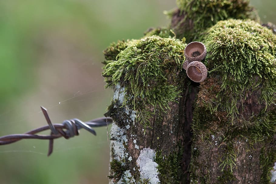 wire, barbed, metal, metallic, plant, green, wild, nature, focus on foreground HD wallpaper