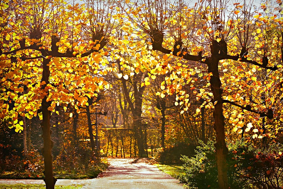pollard, tree, branches, foliage, autumn colors, lane, path HD wallpaper