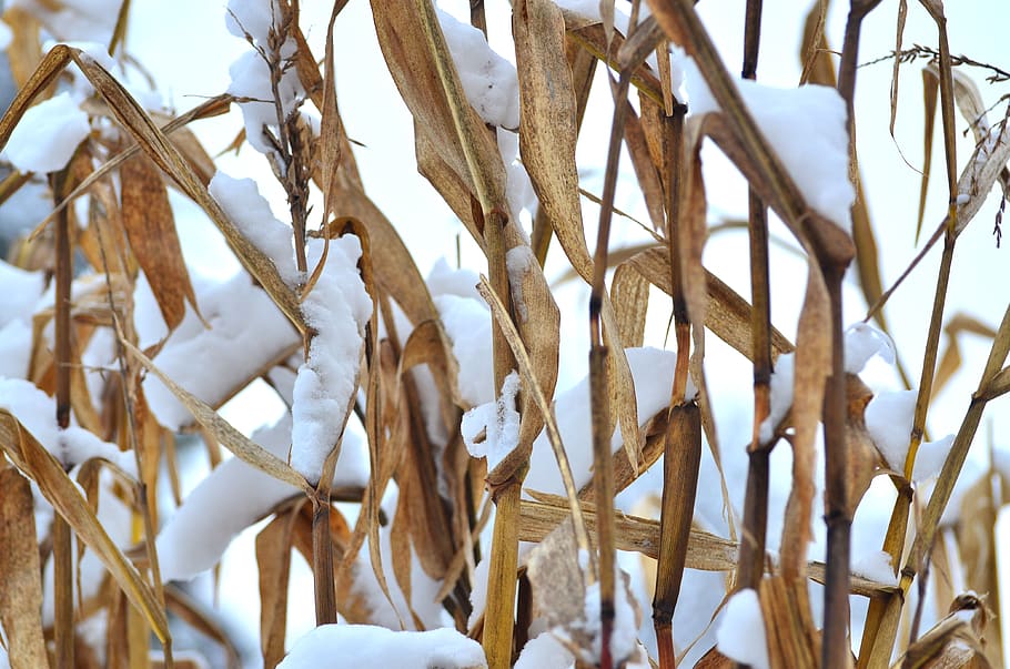harvest, dry, abstract, texture, snow, winter, corn, plant HD wallpaper