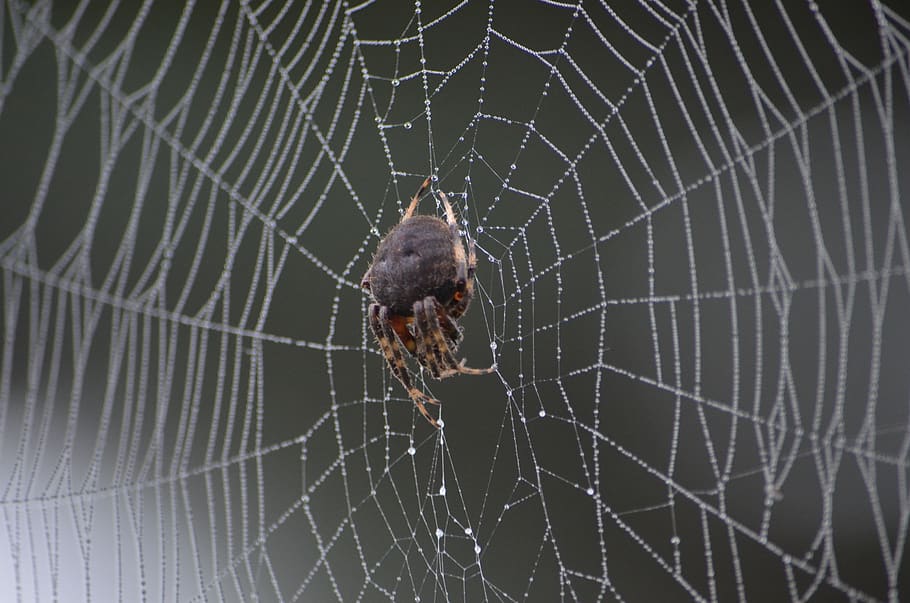 spider, web, water, mist, bug, nature, insect, creepy, dew HD wallpaper
