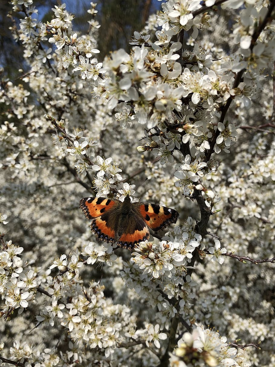 spring, blossom, bloom, butterfly, nature, flower, animal themes HD wallpaper