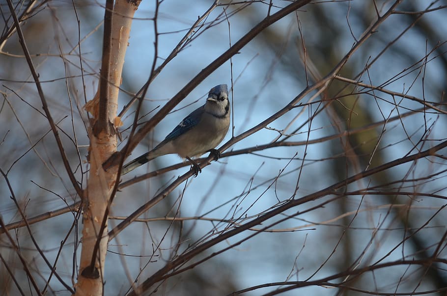 bird, bluejay, nature, wildlife, ornithology, outdoors, tree, HD wallpaper