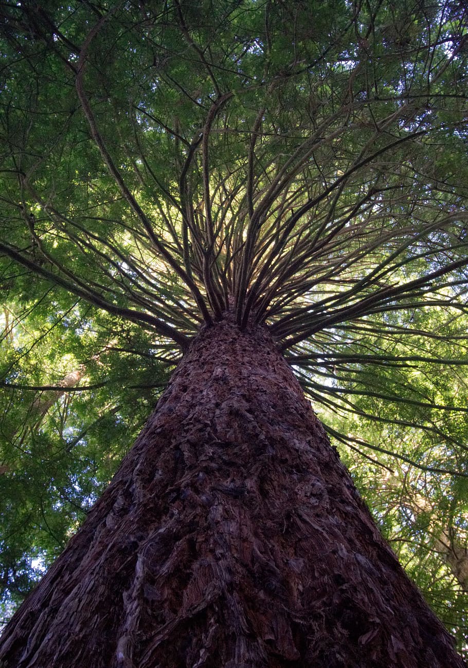 rotorua, new zealand, forest, newzealand, green, brown, nature, HD wallpaper