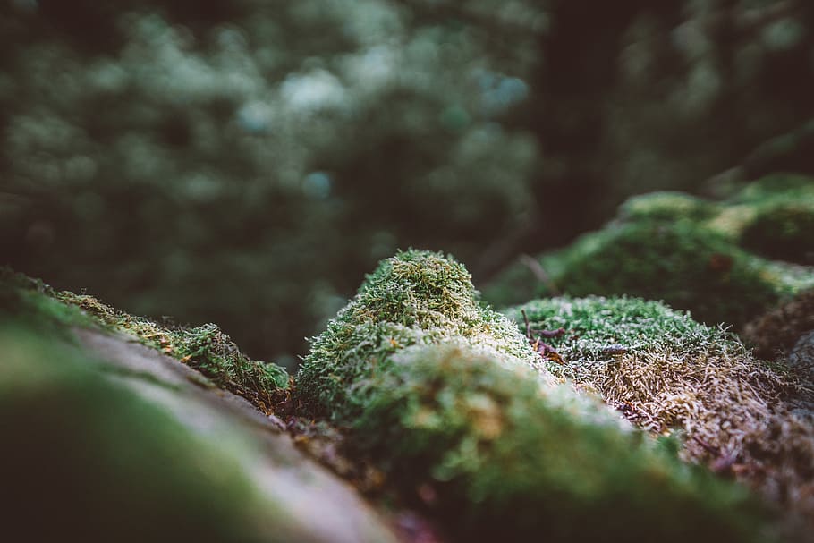 green, grass, blur, bokeh, nature, outdoor, selective focus HD wallpaper