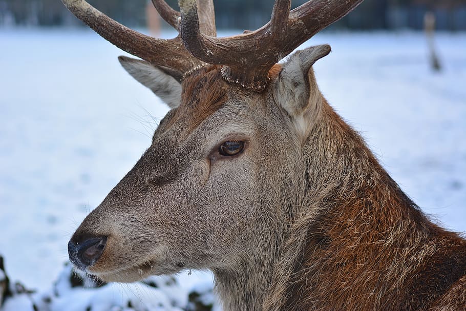 hirsch, close up, deer, nature, head, animal themes, one animal HD wallpaper