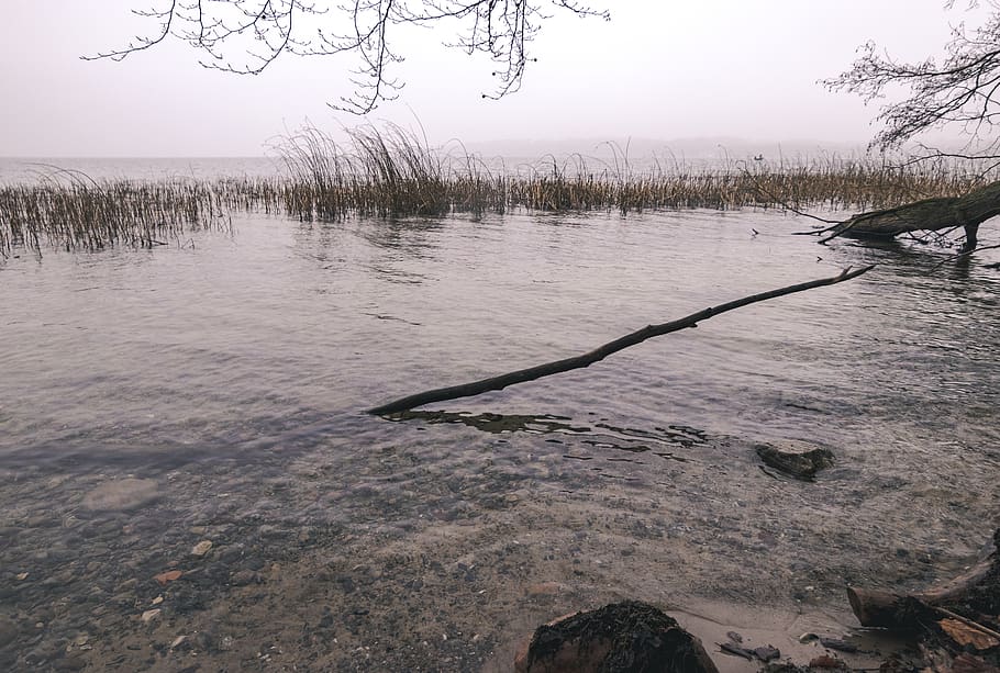 denmark, lake esrum, water, tree, tranquility, plant, nature HD wallpaper