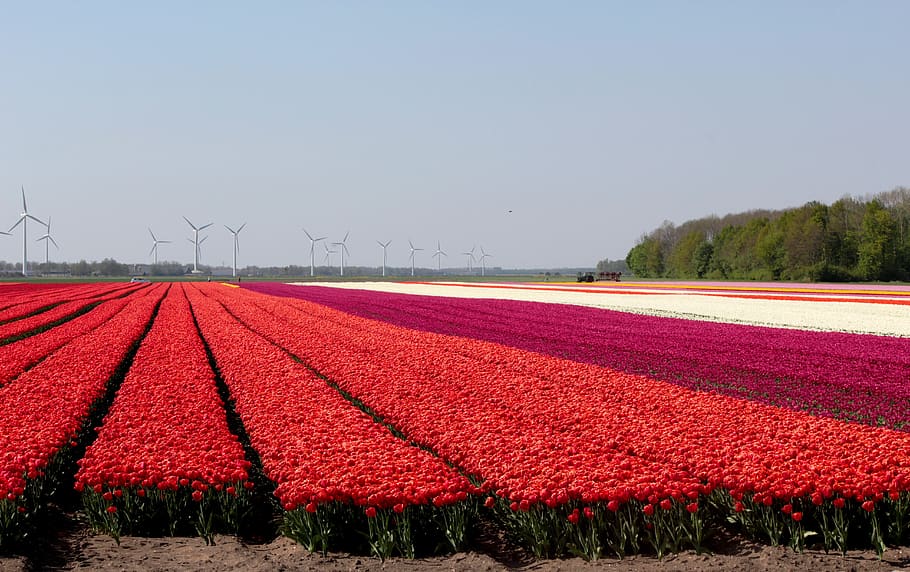 tulip fields, red, flowers, spring, netherlands, bloom, bulbs HD wallpaper