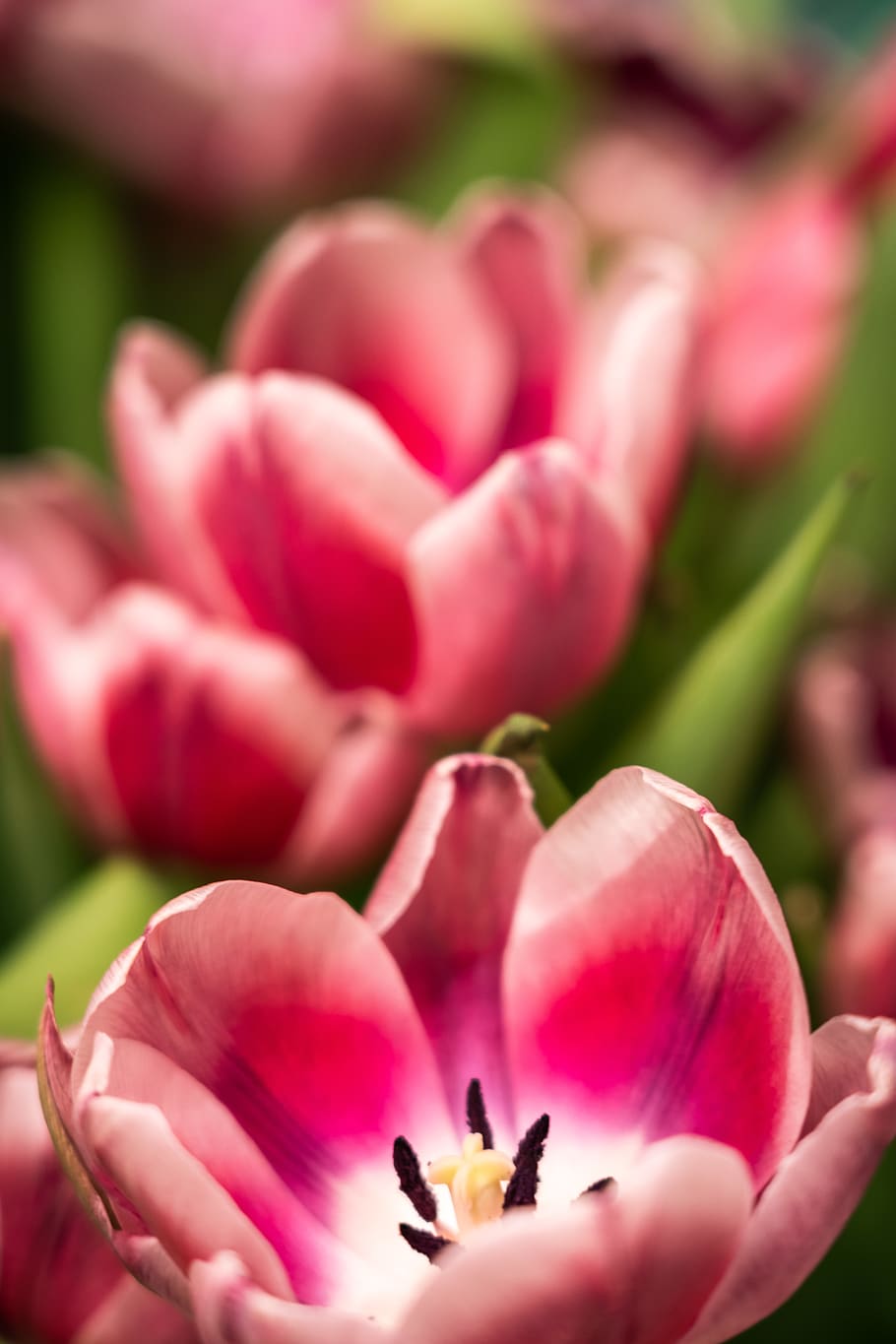 pink tulip flower, flowering plant, selective focus, close-up HD wallpaper