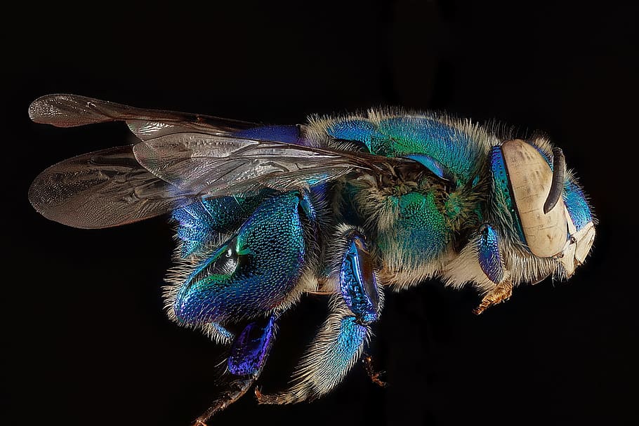 bee, orchid, animal, wild, nature, insect, fly, black background HD wallpaper