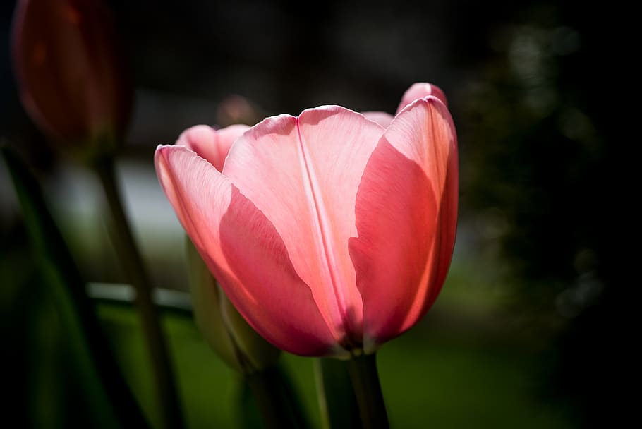 tulip, flower, spring, nature, garden, flora, blossom, bloom HD wallpaper