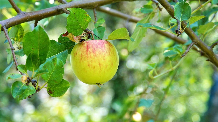 apple, apple tree, fruit, branch, healthy eating, food and drink HD wallpaper