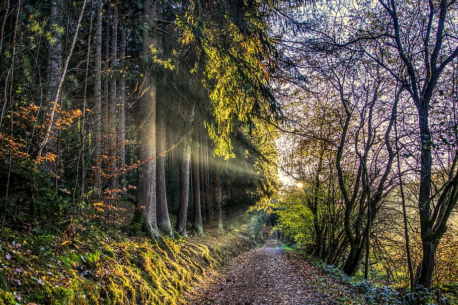 sun, rays, sunset, forest, forest path, autumn, leaves, fall foliage HD wallpaper