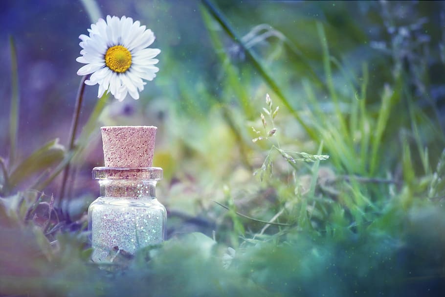 Daisy Flower Beside Bottle, blur, close-up, delicate, focus, glass HD wallpaper