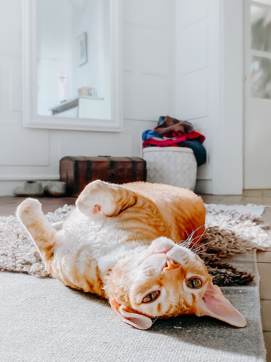 orange tabby cat, pets, domestic, animal themes, domestic animals HD wallpaper